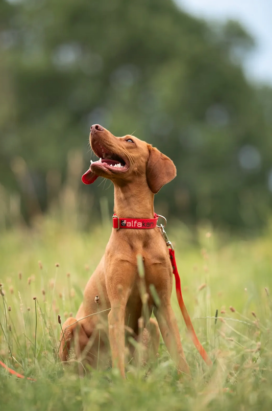 Alfakan hexa ovratnica