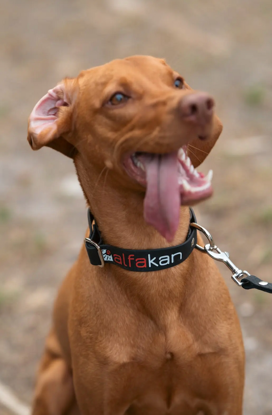 Alfakan hexa ovratnica