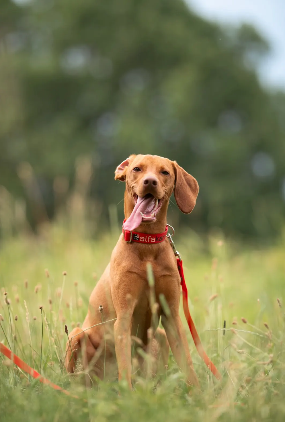 Alfakan hexa ovratnica