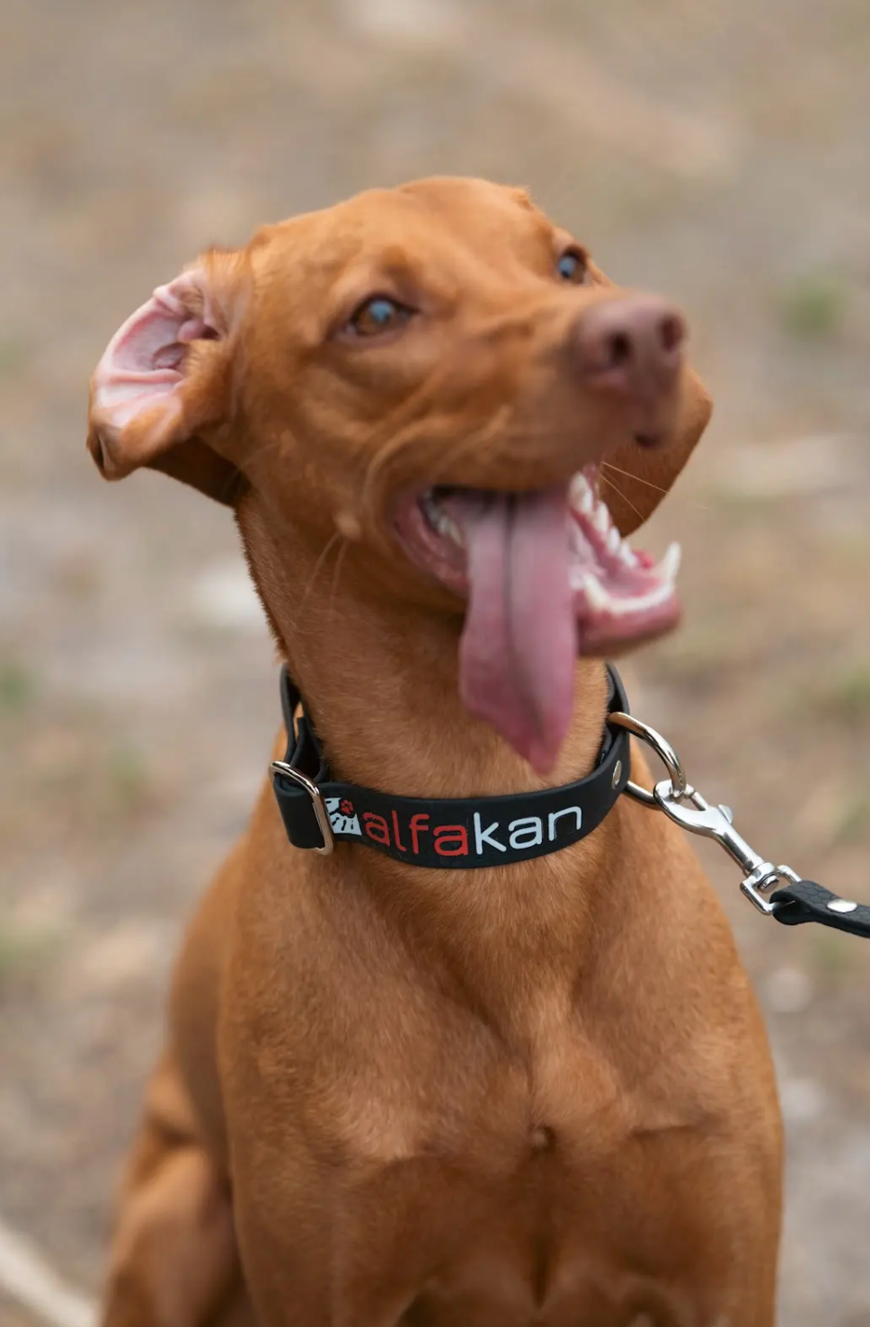 Alfakan hexa ovratnica