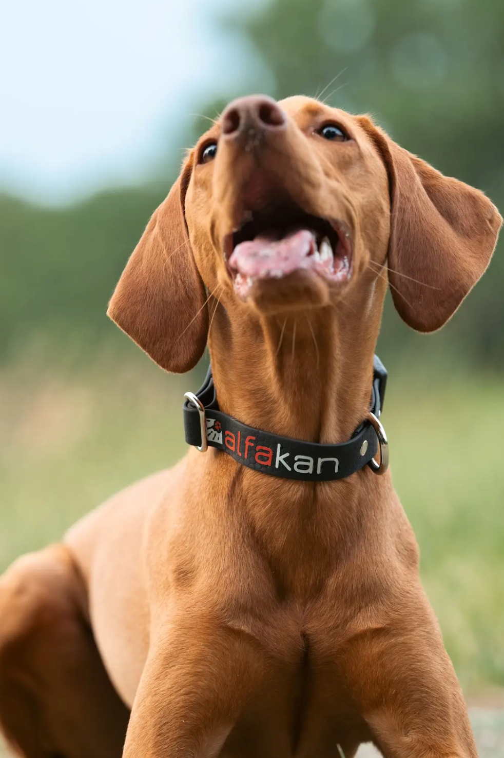 Alfakan hexa ovratnica